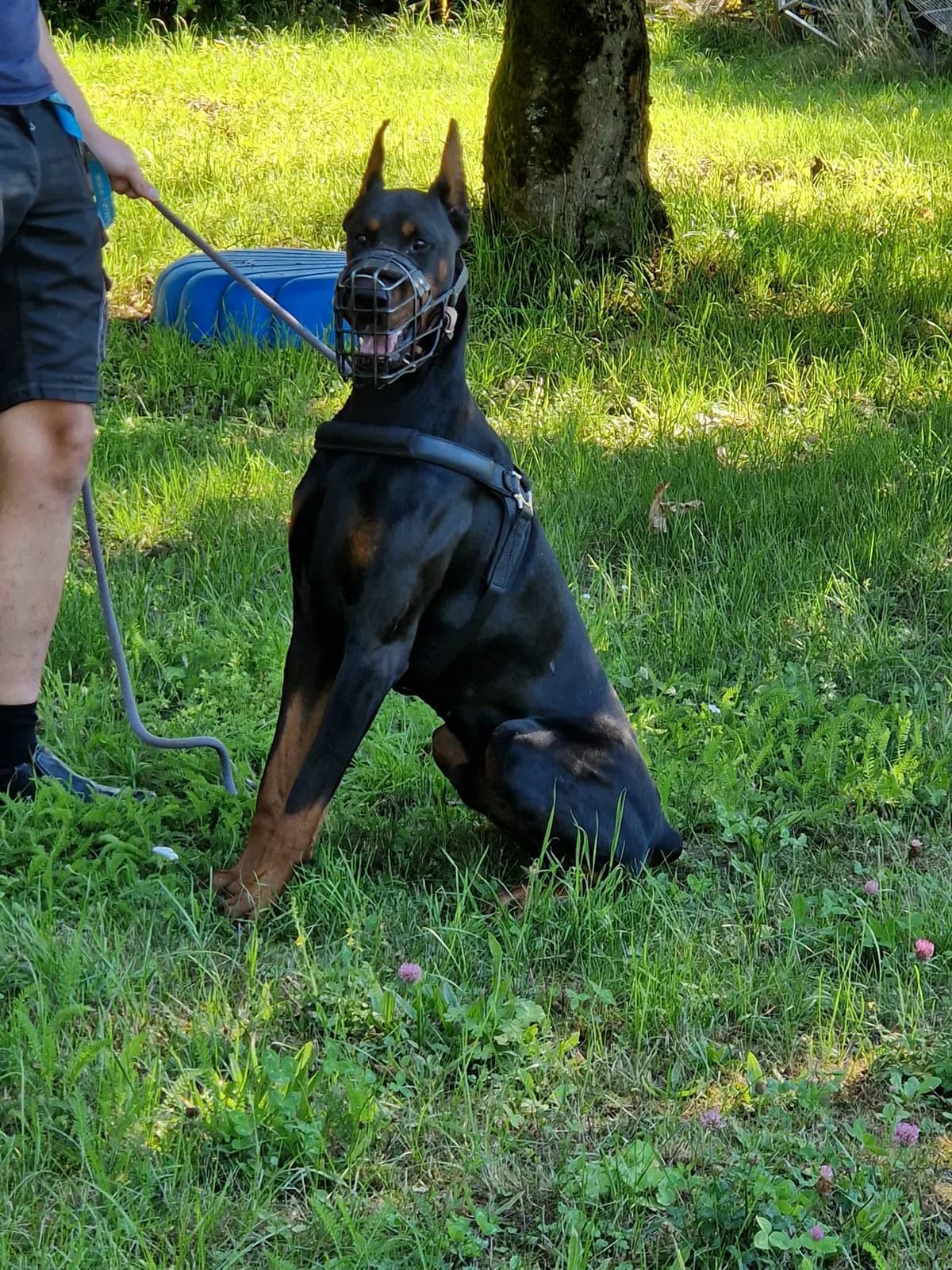 Externe Dobermann Spock, male 4yo Doberman for adoption at Dobermann-Nothilfe Mudersbach, Mudersbach