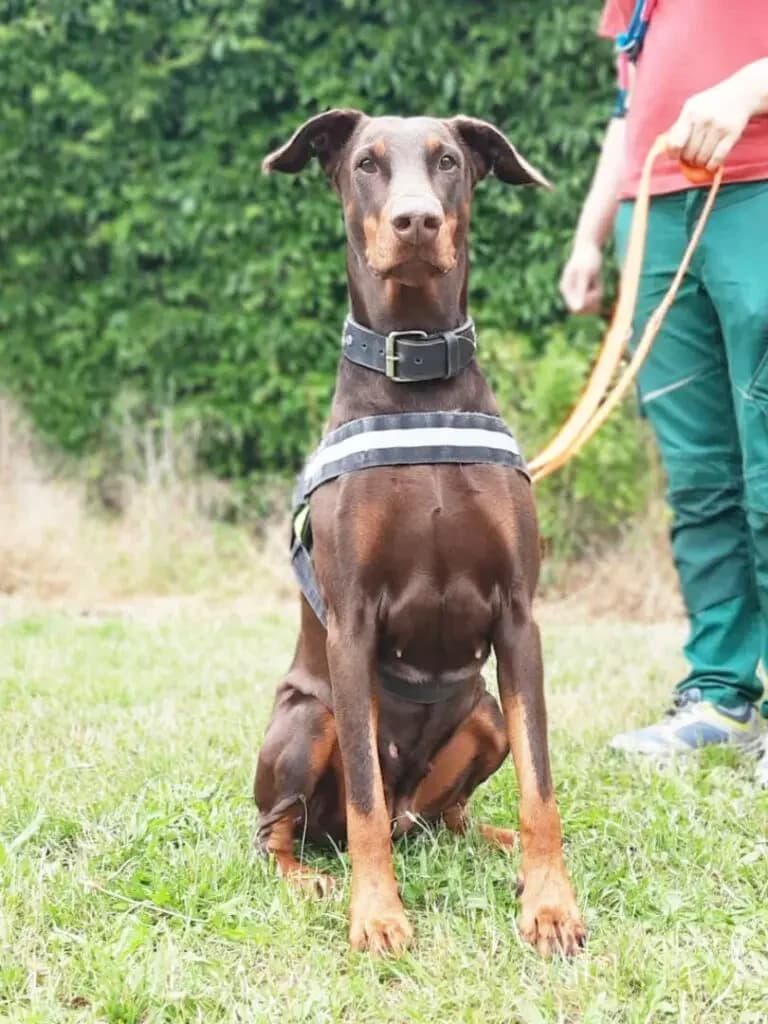 Externe Dobermann Toffi, female 6yo Doberman for adoption at Dobermann-Nothilfe Mudersbach, Mudersbach