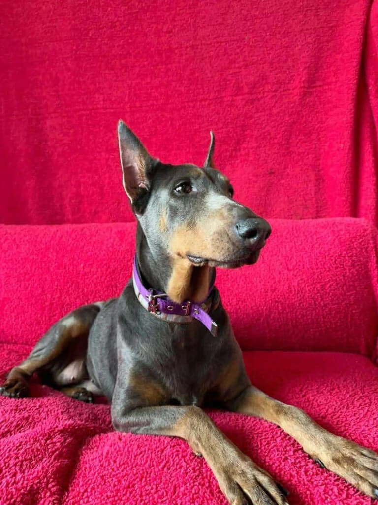 Externe Dobermann Tyla, female Doberman for adoption at Dobermann-Nothilfe Mudersbach, Mudersbach