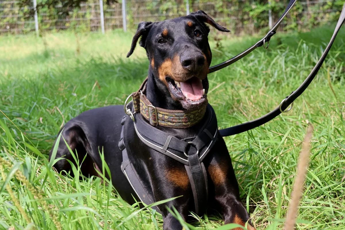 Externe Dobermann Zeus, male senior Doberman for adoption at Dobermann-Nothilfe Mudersbach, Mudersbach