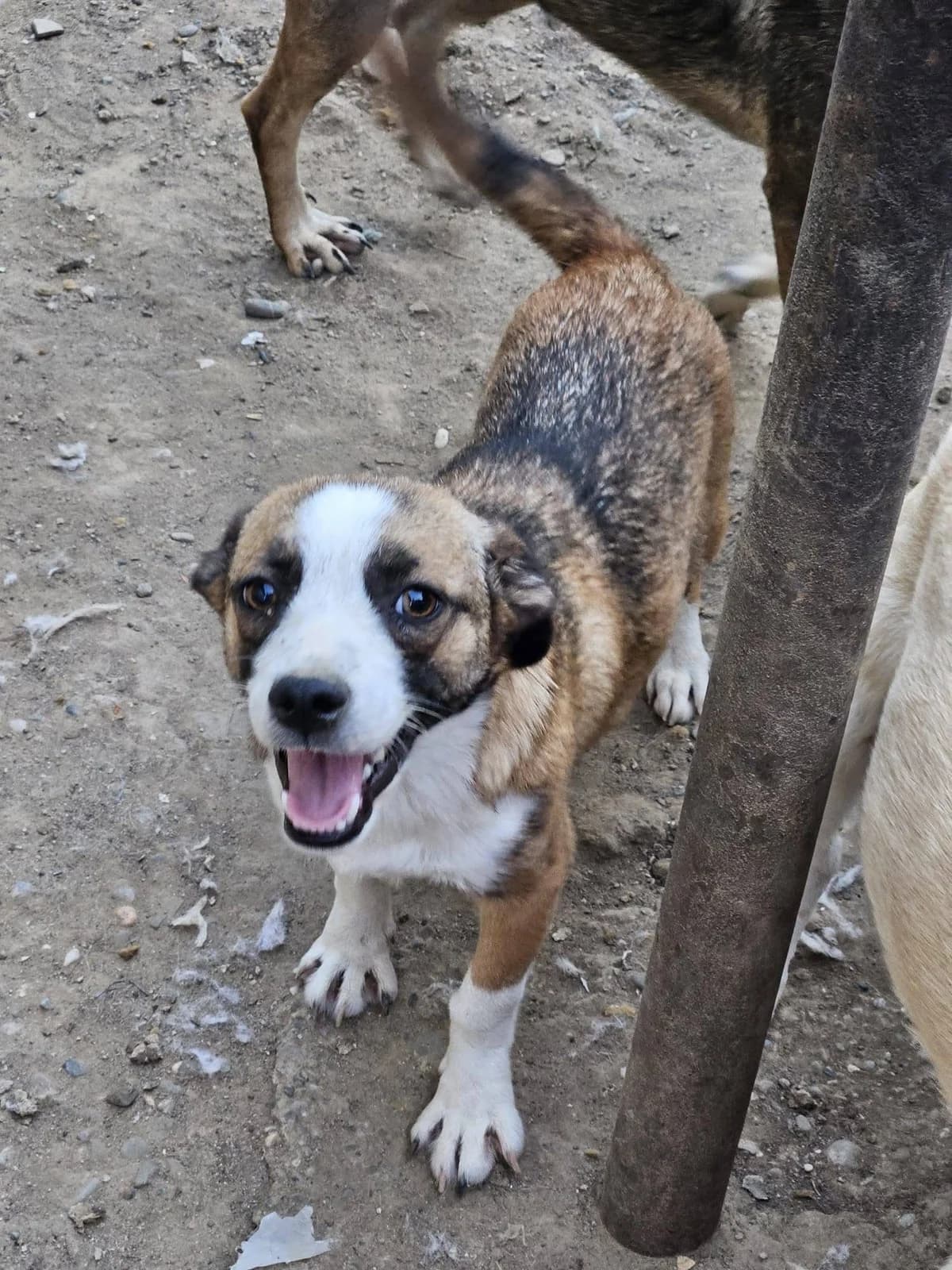 Aurelio, male puppy Mixed Breed for adoption at Dog Rescue Stuttgart