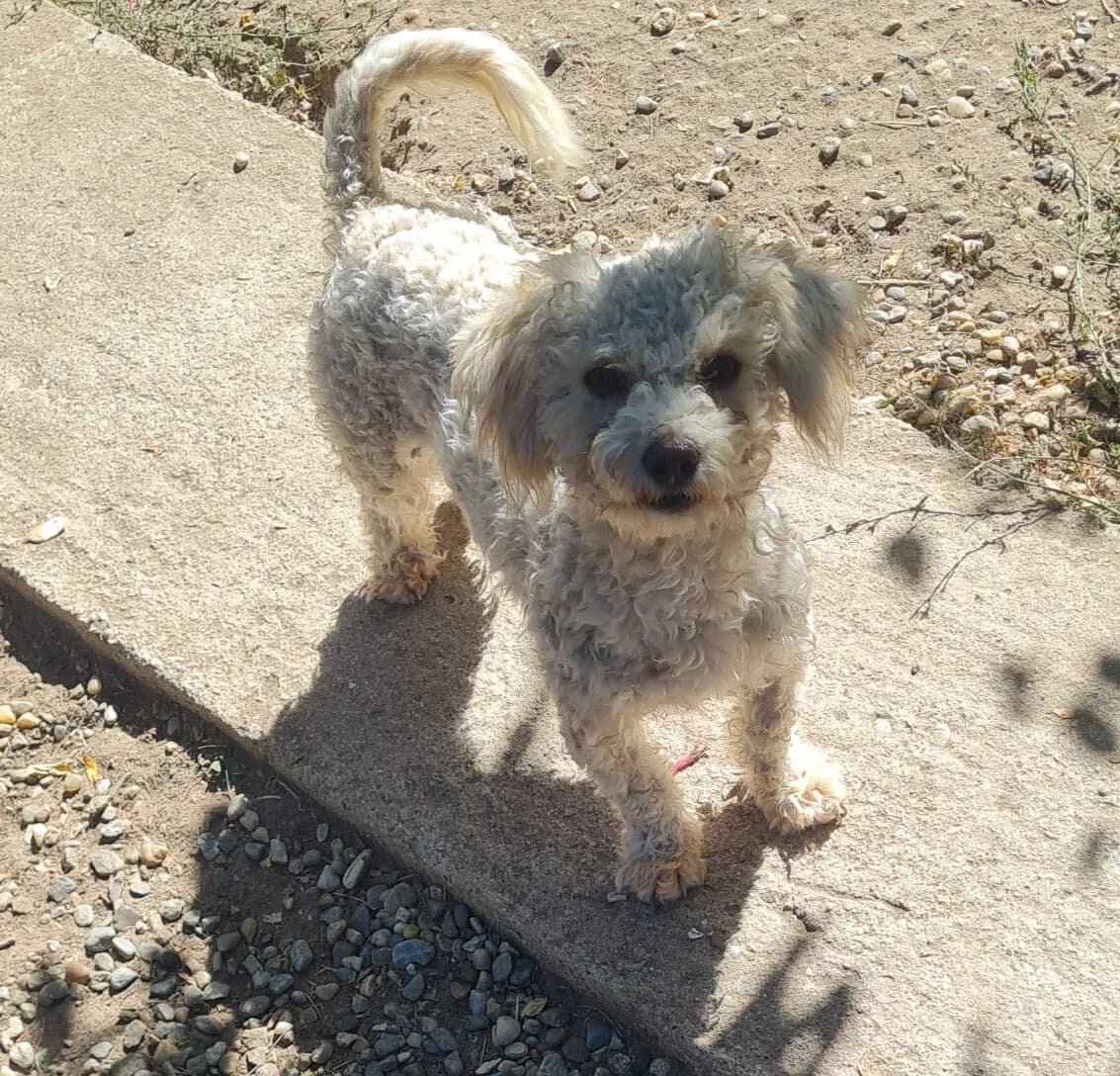 Bianca, female 3yo Mixed Breed for adoption at Dog Rescue Stuttgart
