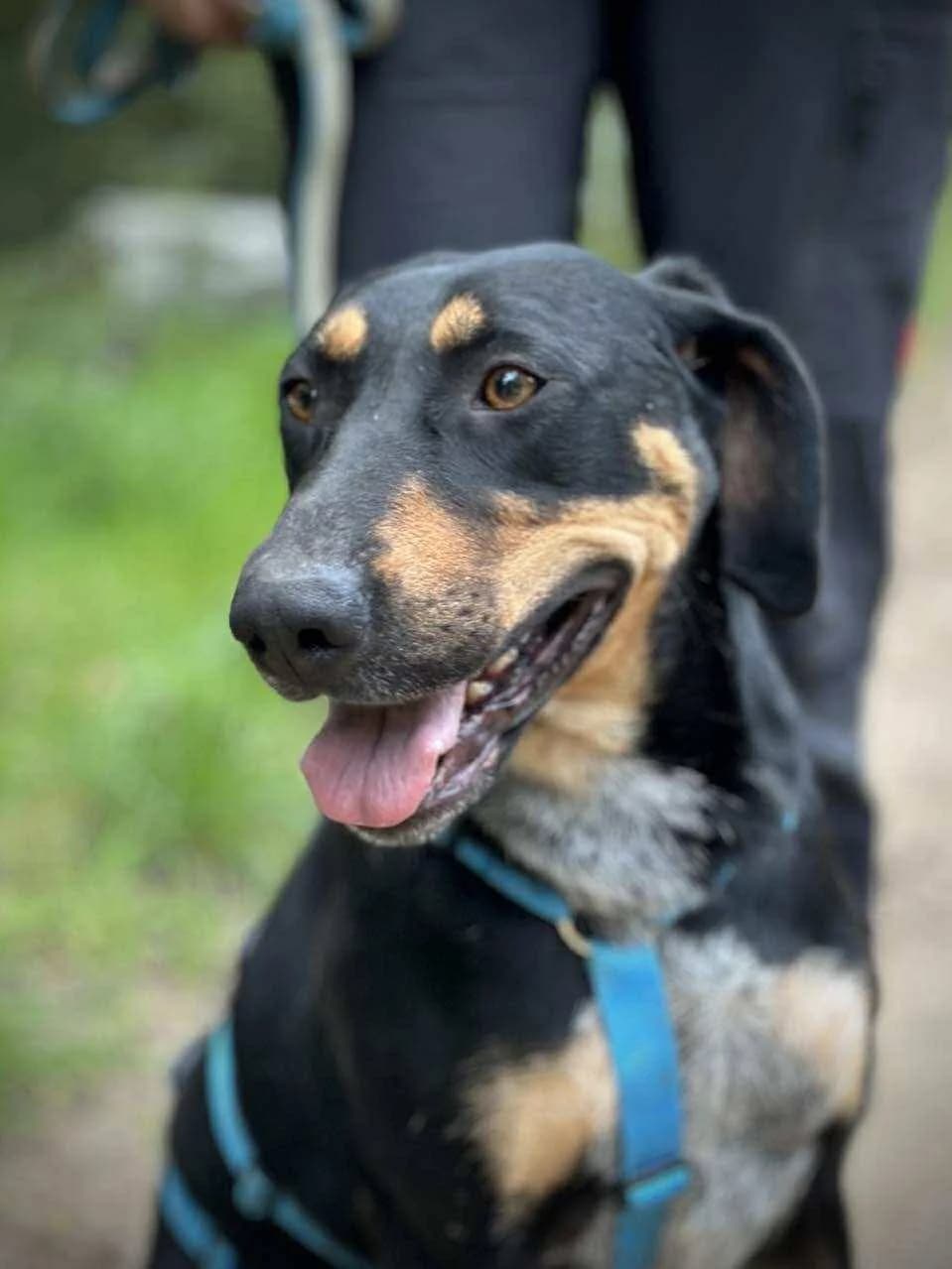 Bibbi, female 3yo Mixed Breed for adoption at Dog Rescue Stuttgart