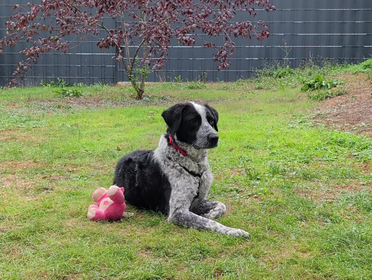 Ches, male Mixed Breed for adoption at Dog Rescue Stuttgart