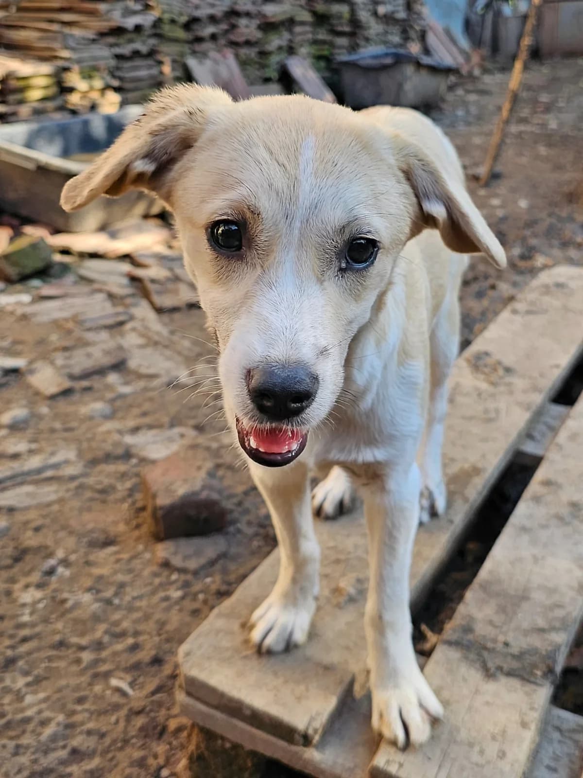 Dana, female puppy Mixed Breed for adoption at Dog Rescue Stuttgart