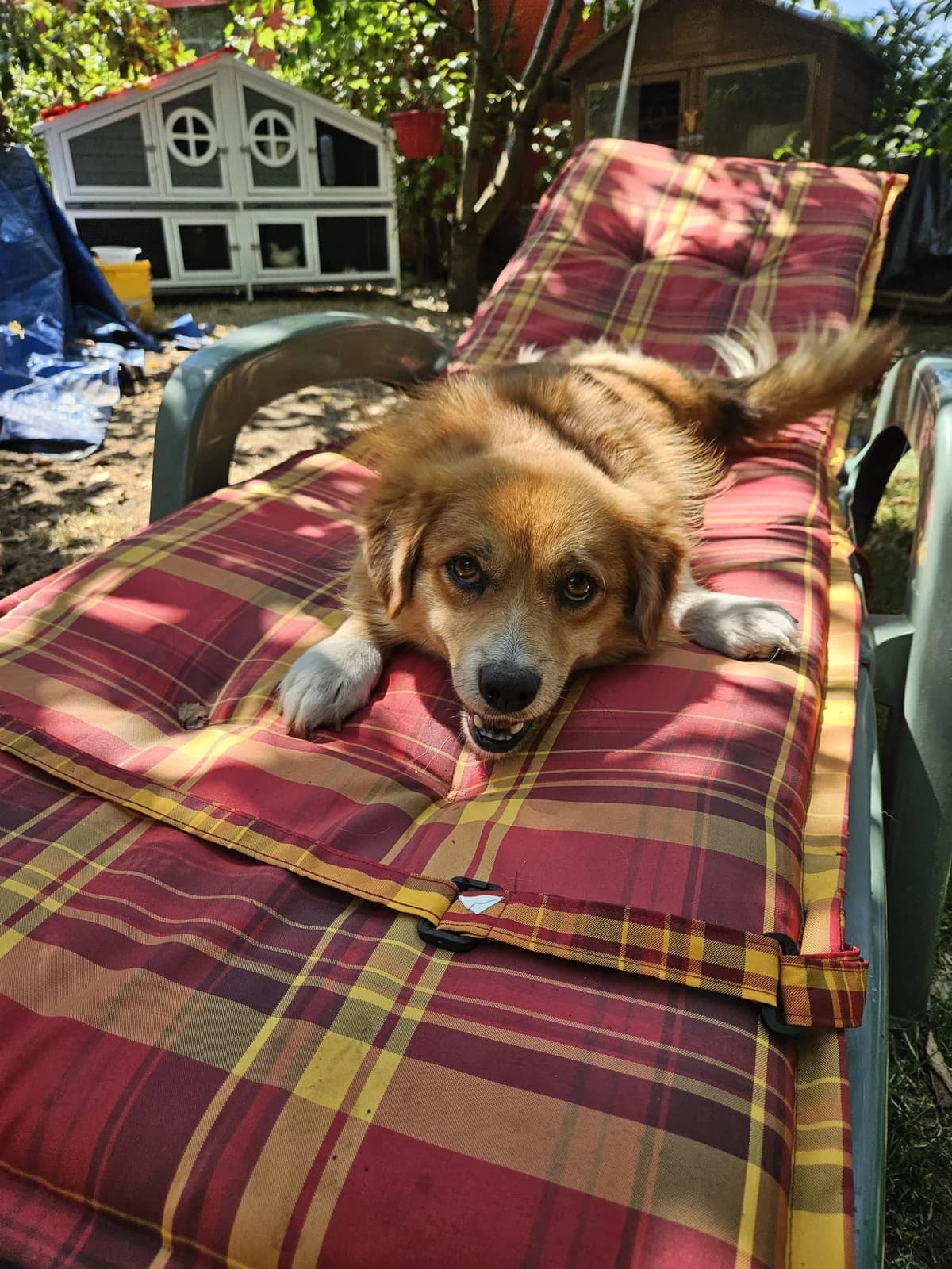 Django, male Mixed Breed for adoption at Dog Rescue Stuttgart