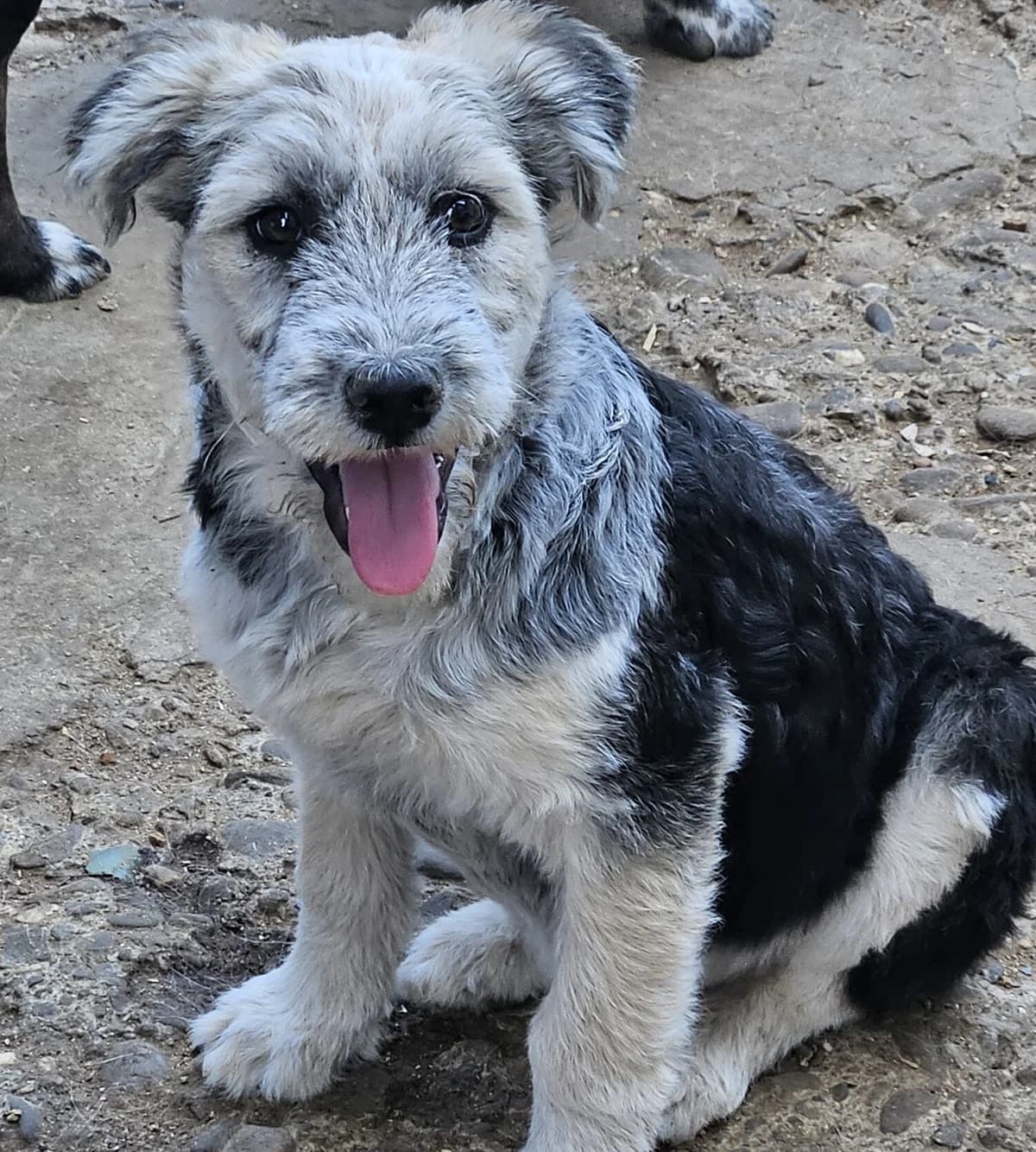 Filou, male puppy Mixed Breed for adoption at Dog Rescue Stuttgart