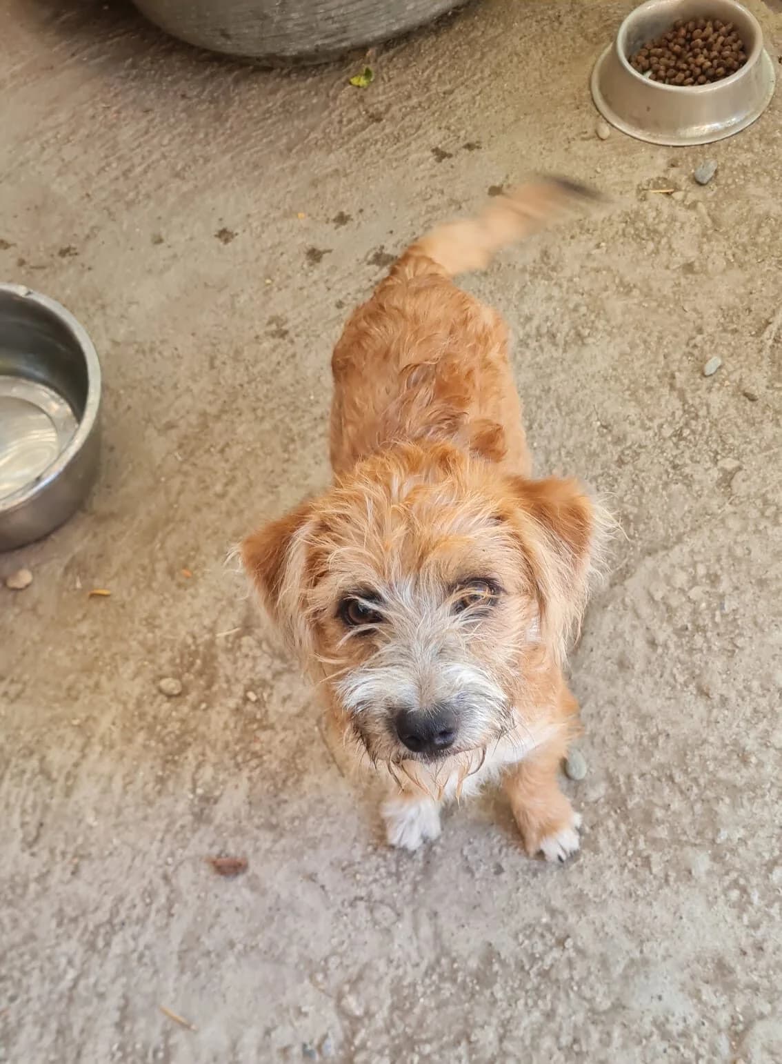 Freddie, male Mixed Breed for adoption at Dog Rescue Stuttgart
