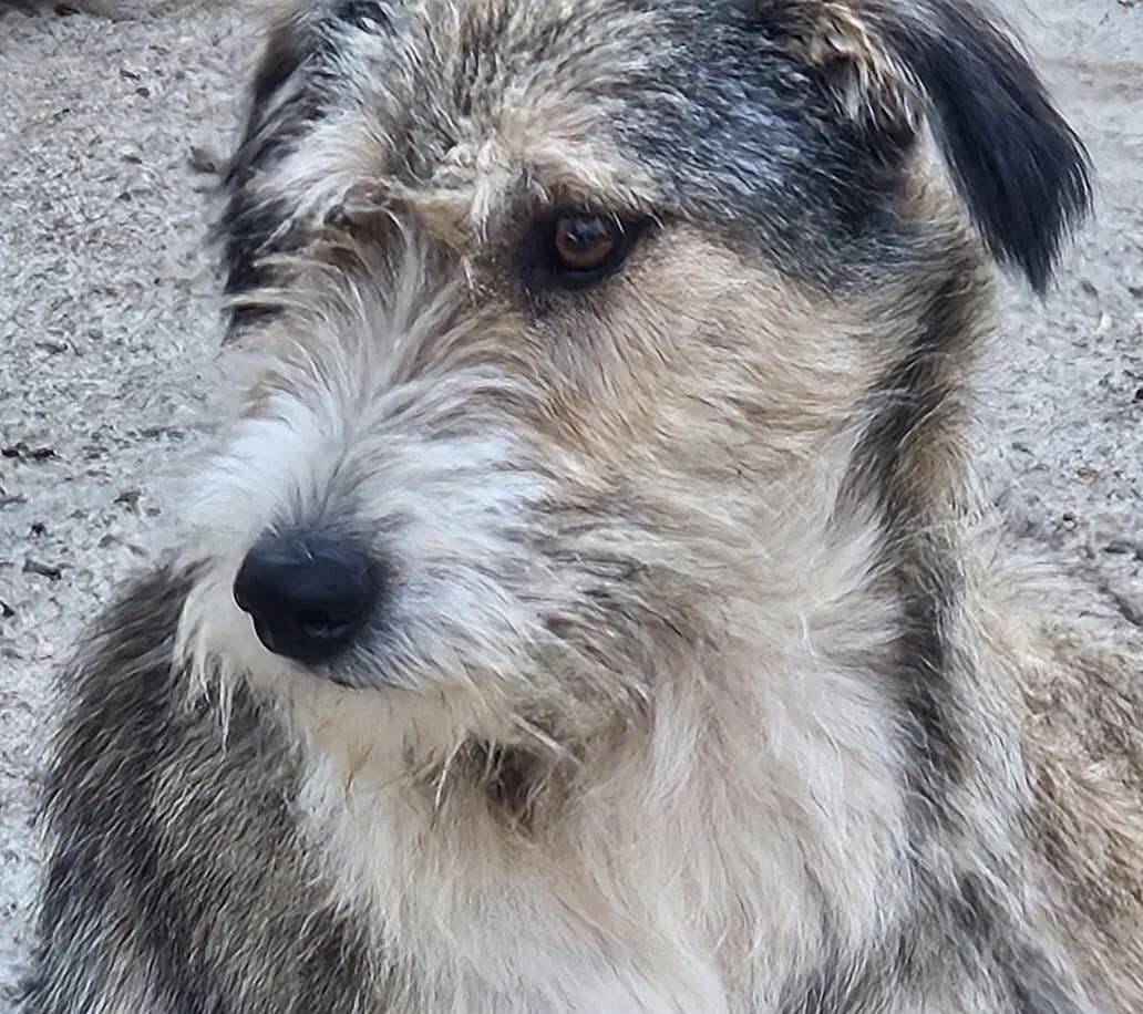 Gipsy, female Mixed Breed for adoption at Dog Rescue Stuttgart