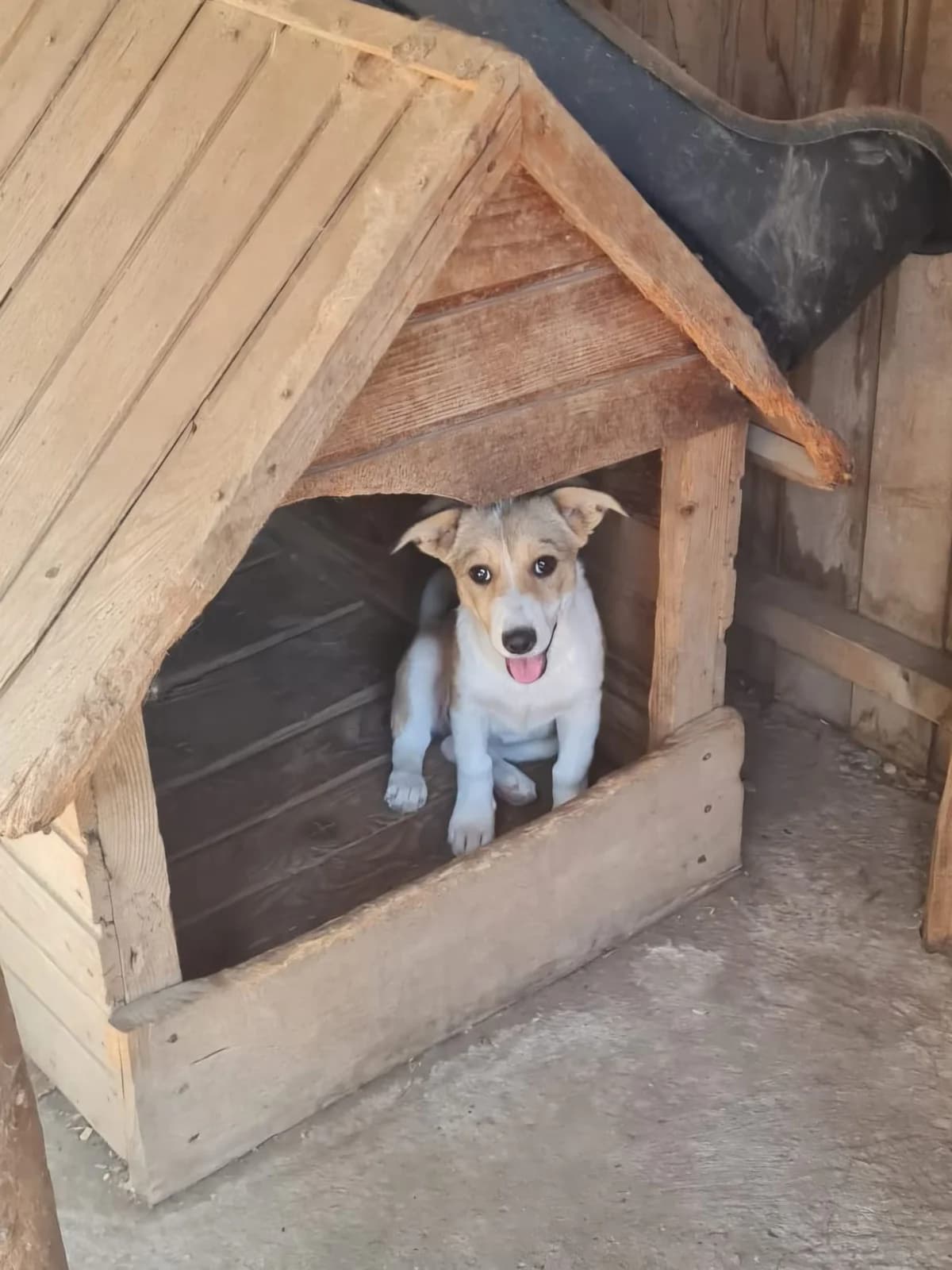Hazel, female puppy Mixed Breed for adoption at Dog Rescue Stuttgart
