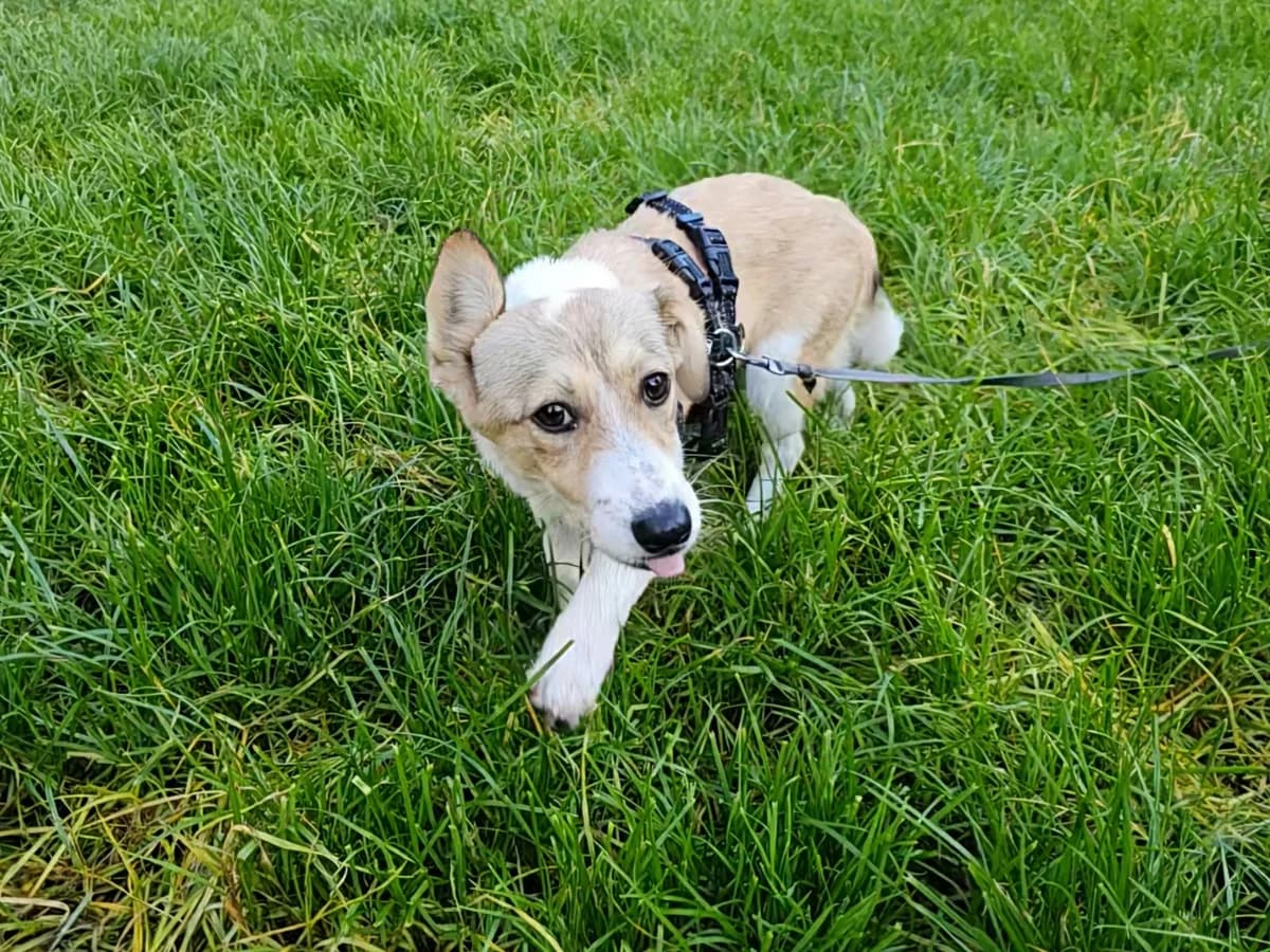 Hazel, female puppy Mixed Breed for adoption at Dog Rescue Stuttgart