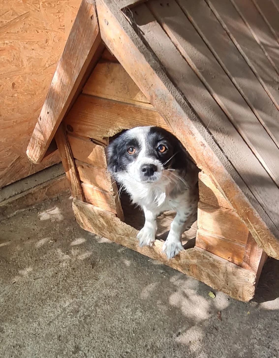 Hummel, female 3yo Mixed Breed for adoption at Dog Rescue Stuttgart