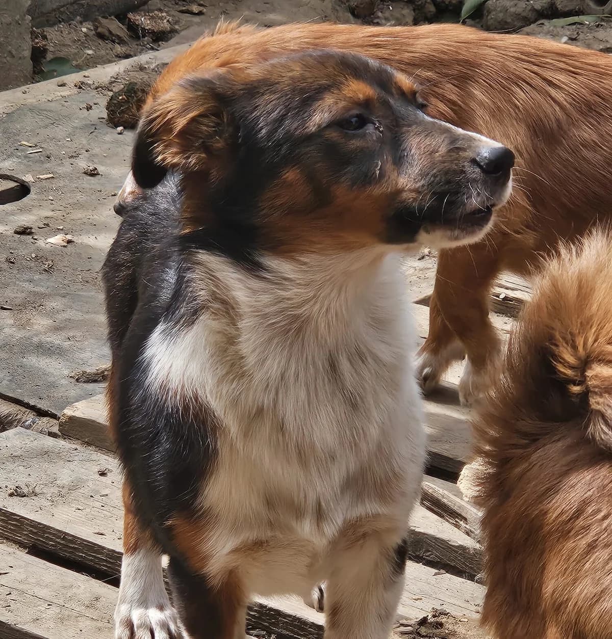 Layni, female puppy Mixed Breed for adoption at Dog Rescue Stuttgart