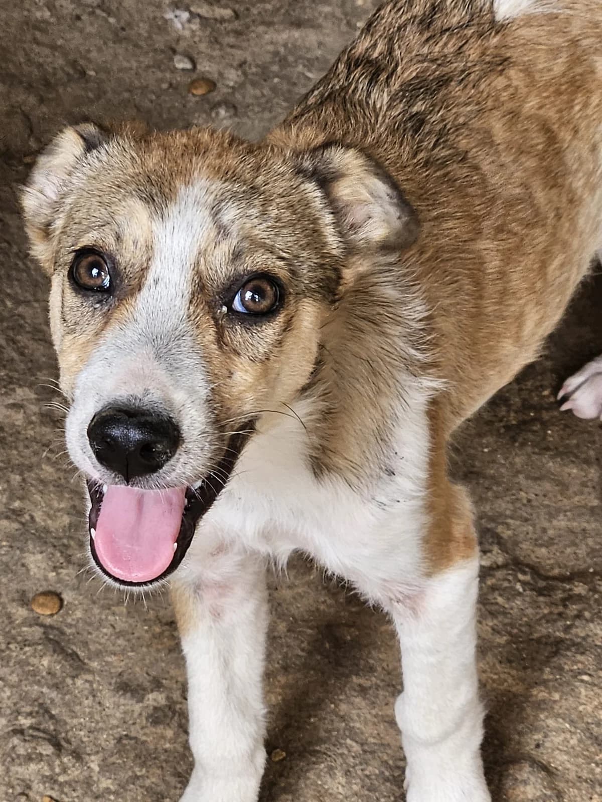 Lennox, male Mixed Breed for adoption at Dog Rescue Stuttgart