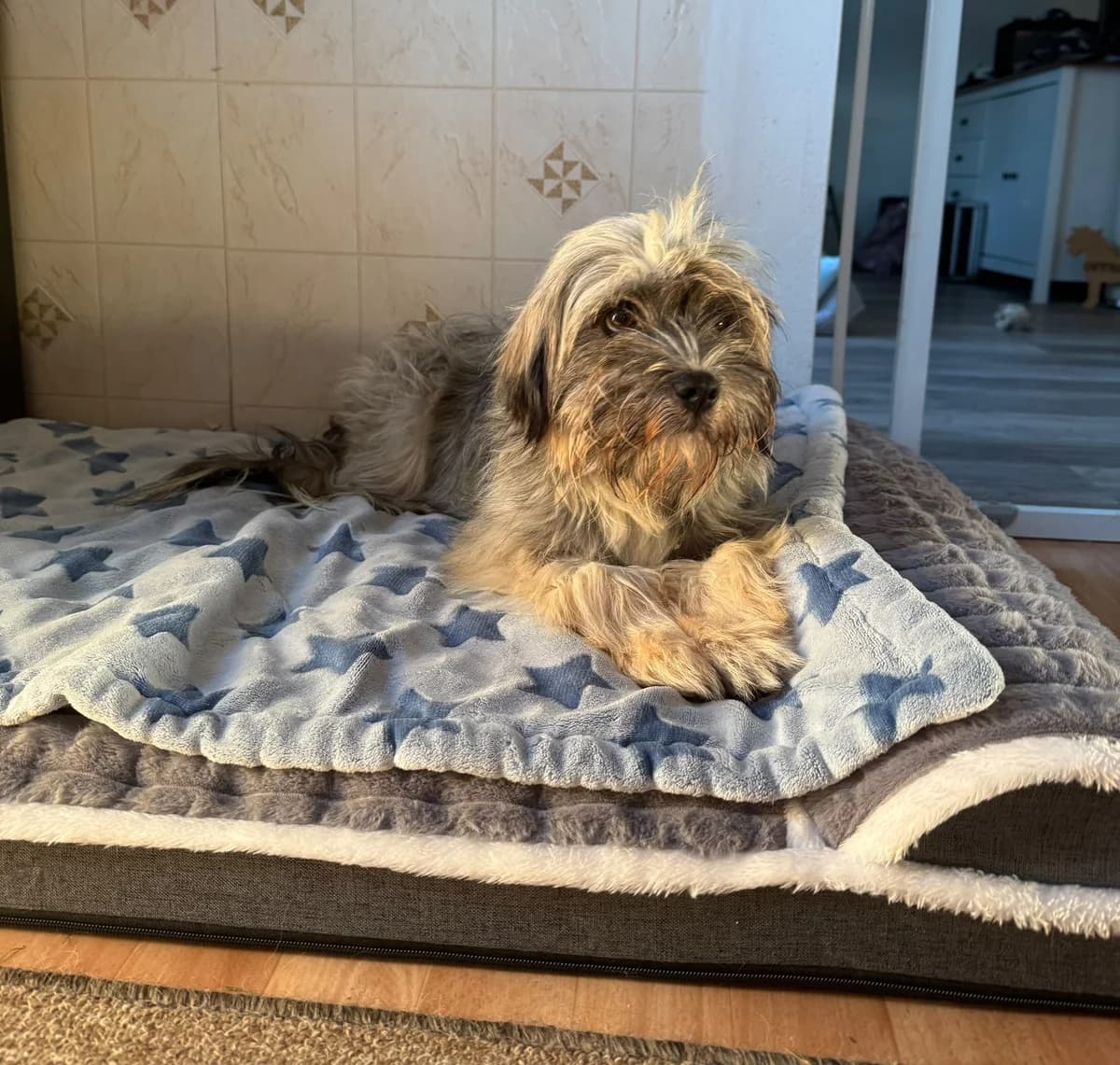 Linn, female Mixed Breed for adoption at Dog Rescue Stuttgart