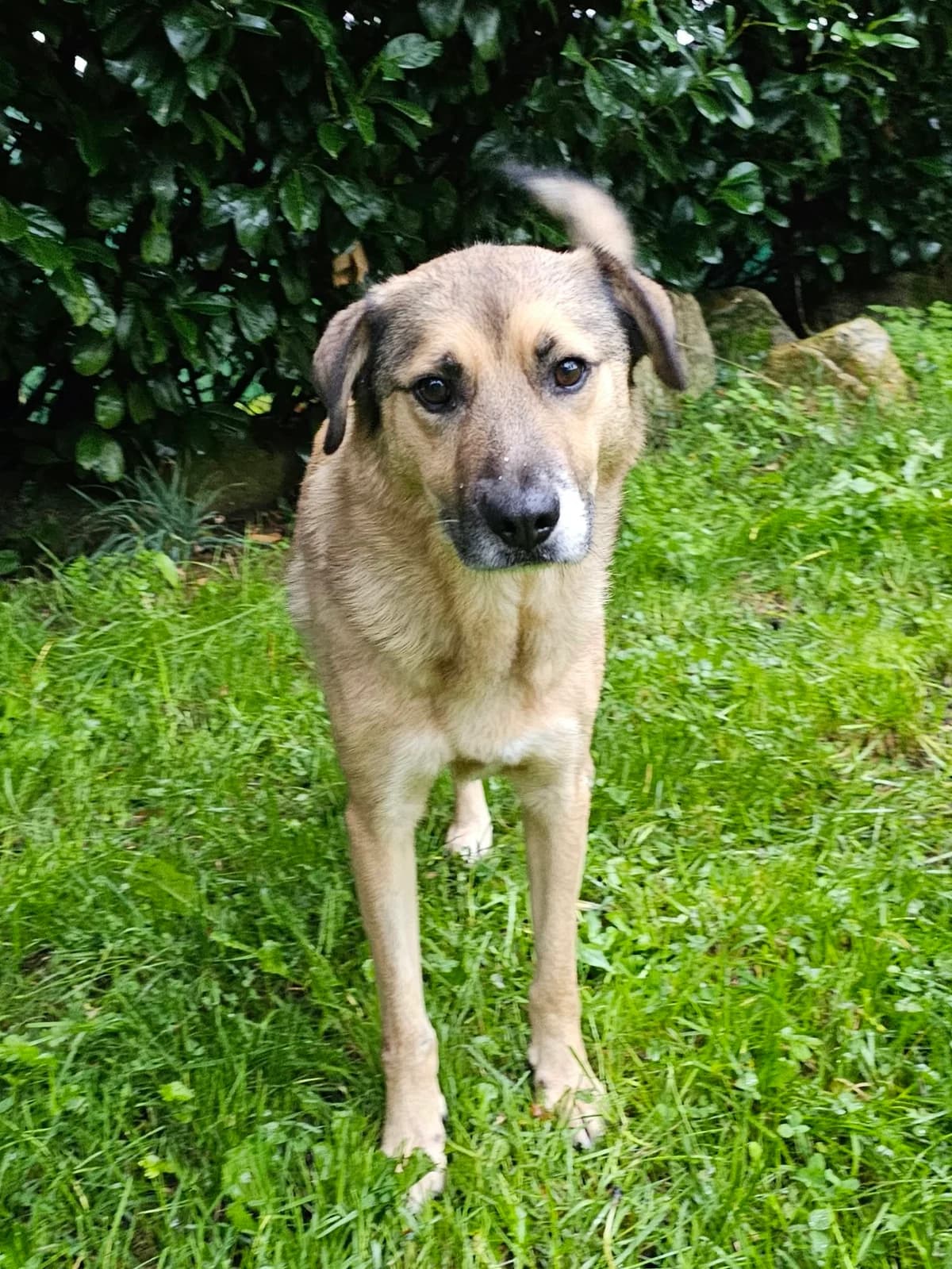 Lizzy, female Mixed Breed for adoption at Dog Rescue Stuttgart