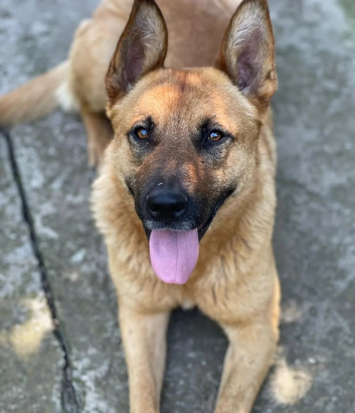Lord, male puppy Mixed Breed for adoption at Dog Rescue Stuttgart