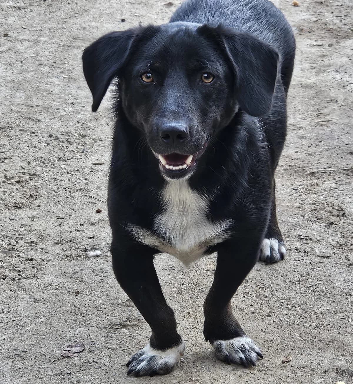 Merlin, male Mixed Breed for adoption at Dog Rescue Stuttgart