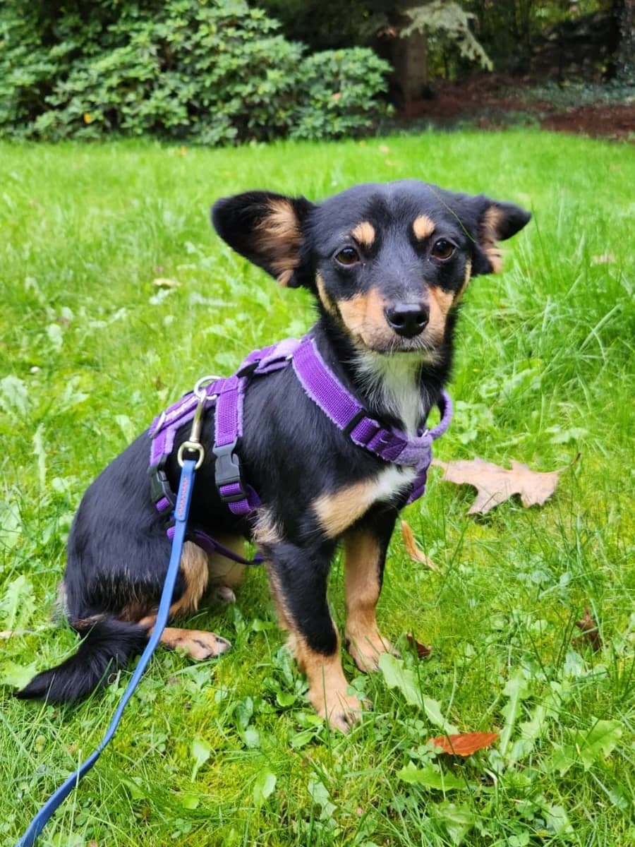 Moana, female Mixed Breed for adoption at Dog Rescue Stuttgart
