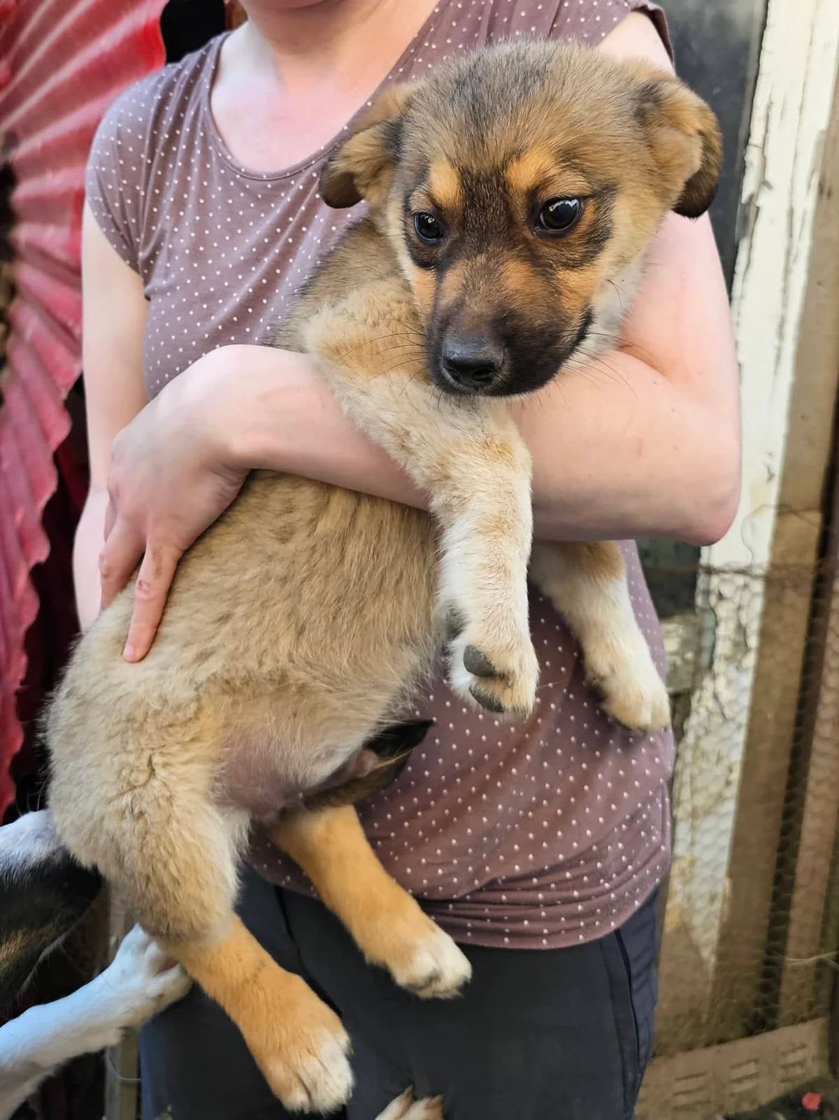 Nepomuk, male puppy Mixed Breed for adoption at Dog Rescue Stuttgart