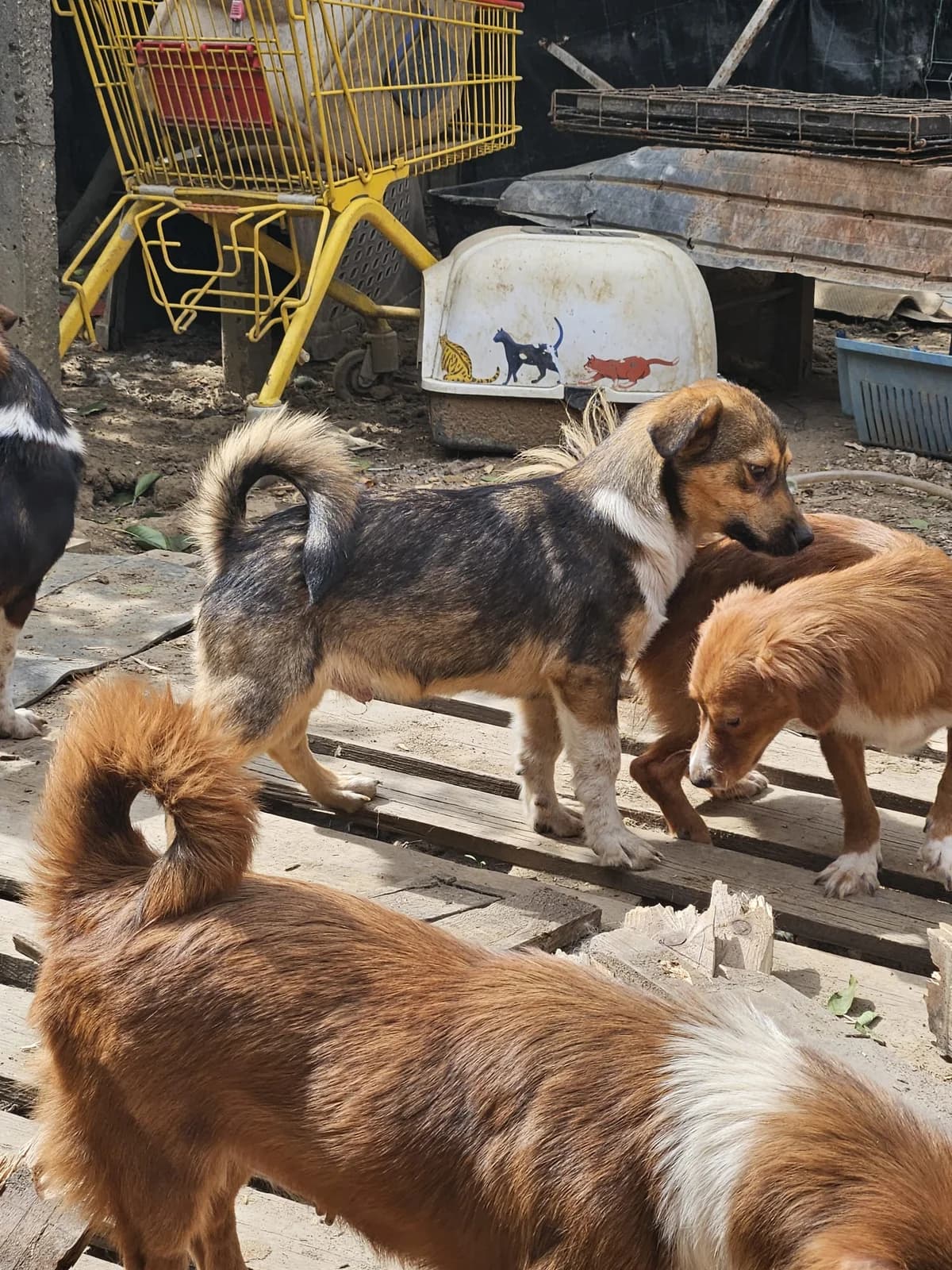 Nepomuk, male puppy Mixed Breed for adoption at Dog Rescue Stuttgart