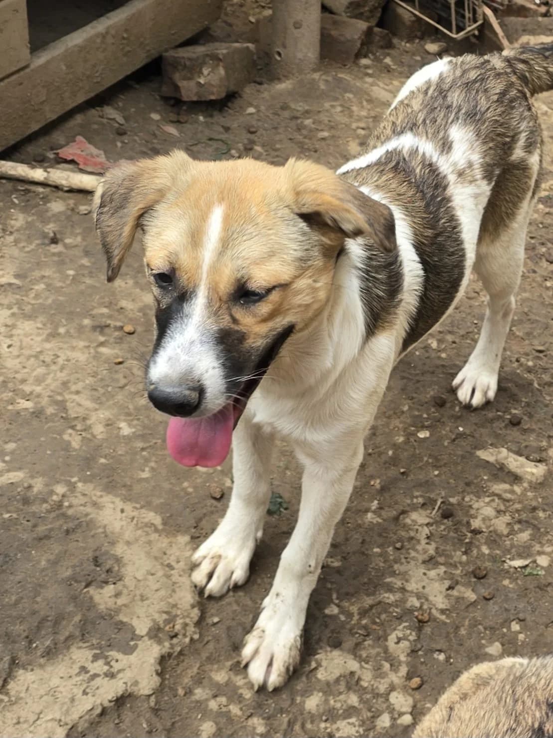 Rosi, female puppy Mixed Breed for adoption at Dog Rescue Stuttgart