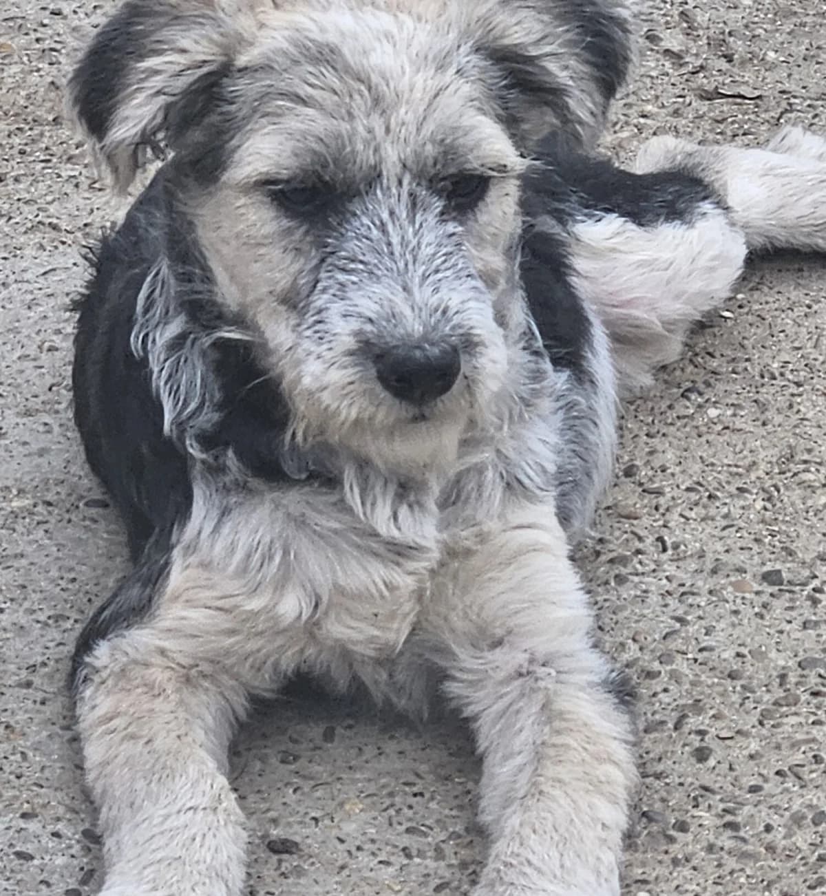 Rüde, male puppy Mixed Breed for adoption at Dog Rescue Stuttgart