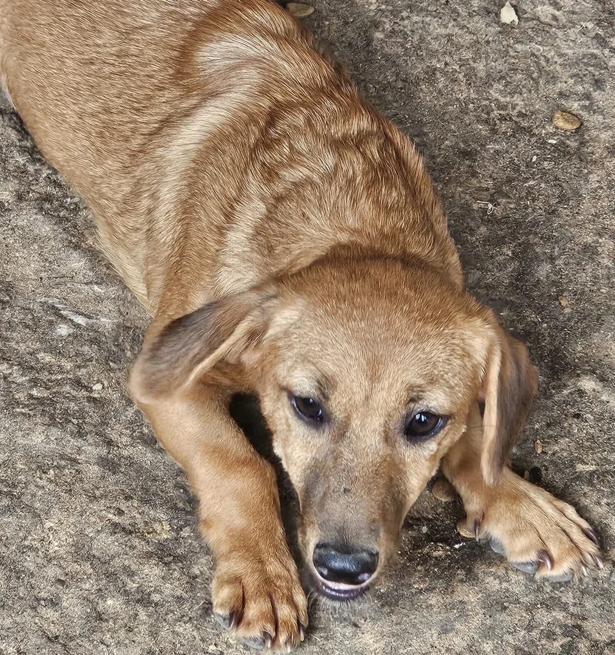 Sheena, female puppy Mixed Breed for adoption at Dog Rescue Stuttgart