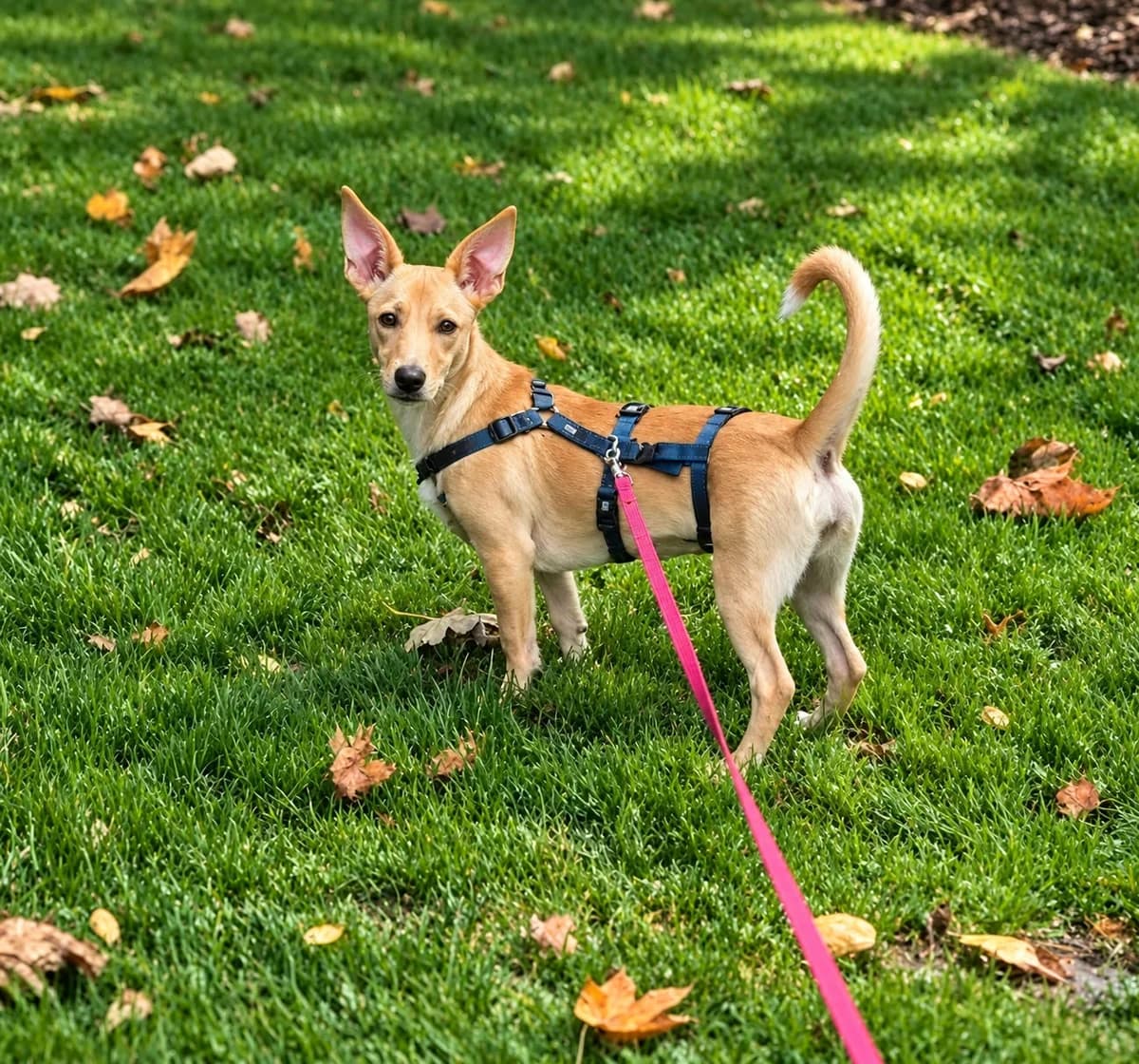 Toffee, female Mixed Breed for adoption at Dog Rescue Stuttgart
