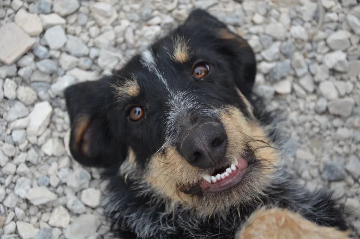 PATRICIO, male senior mixed breed for adoption at Dogs and Friends e.V., Hanau