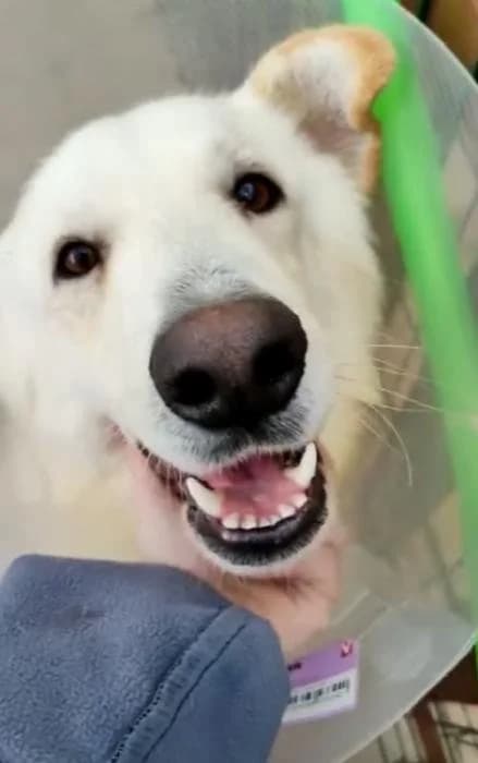 GOLFI, male 7yo German Shepherd for adoption at Dogs and Friends e.V., Hanau