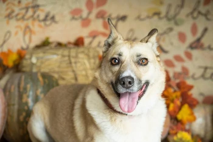 KIBA, female senior Mixed Breed for adoption at Dogs and Friends e.V., Hanau