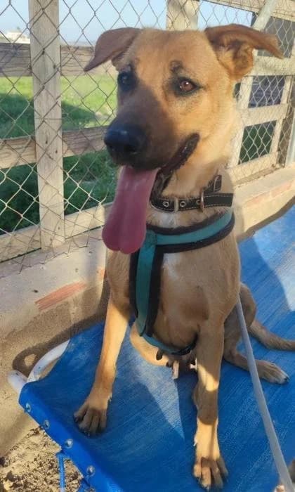 BRISA, puppy Mixed Breed for adoption at Dogs and Friends e.V., Hanau