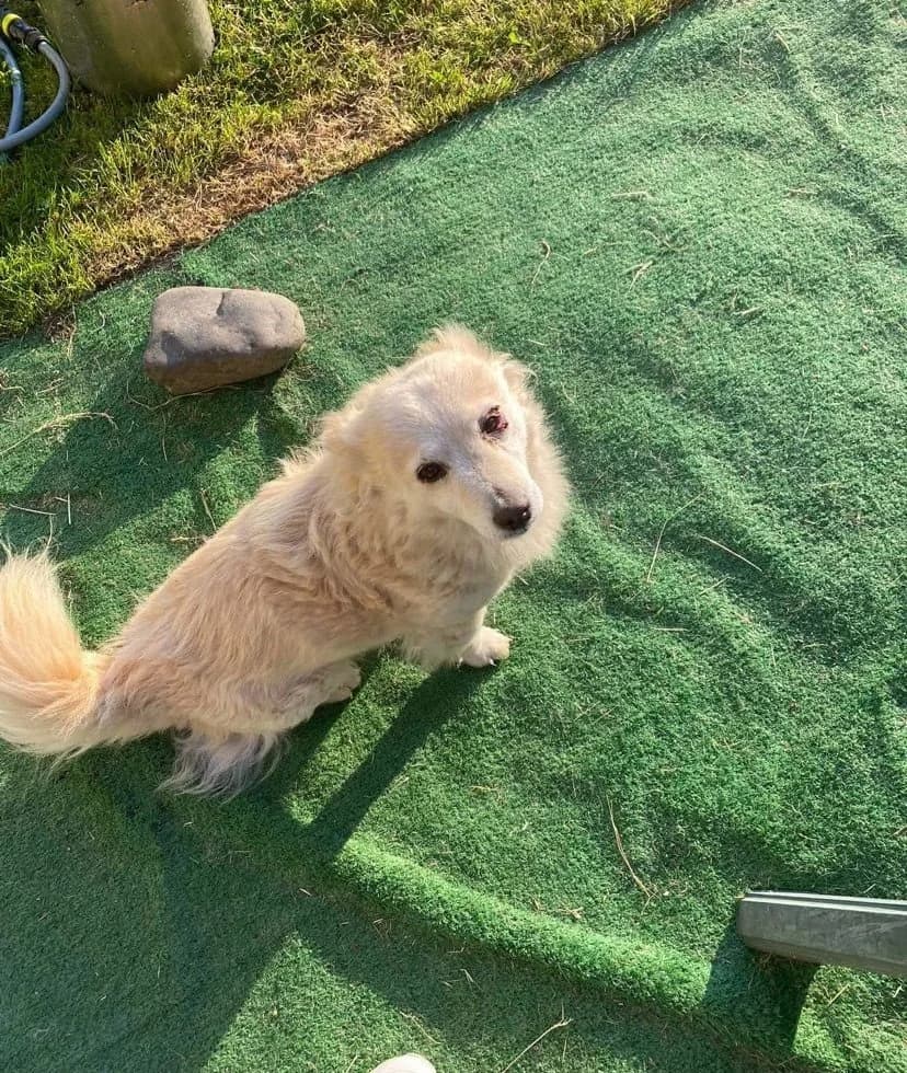 DEBY Rasse, female Mixed Breed for adoption at Dogs and Friends e.V., Hanau