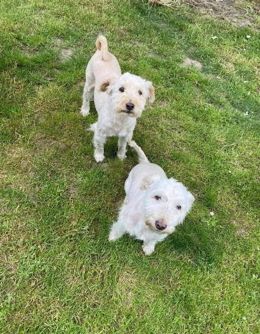 RONY & ROCKY Rasse, male Mixed Breed for adoption at Dogs and Friends e.V., Hanau