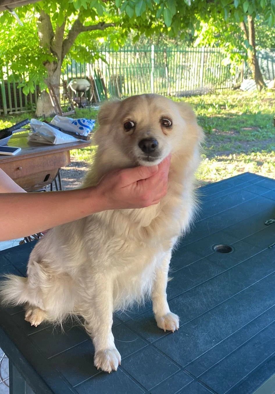 ALINA Rasse, female Mixed Breed for adoption at Dogs and Friends e.V., Hanau