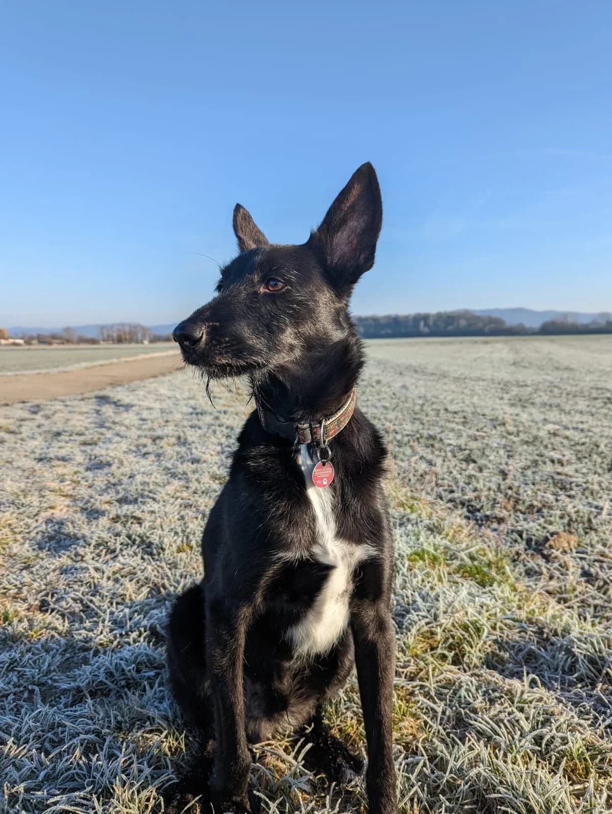 MAX, male senior Mixed Breed for adoption at Dogs and Friends e.V., Hanau