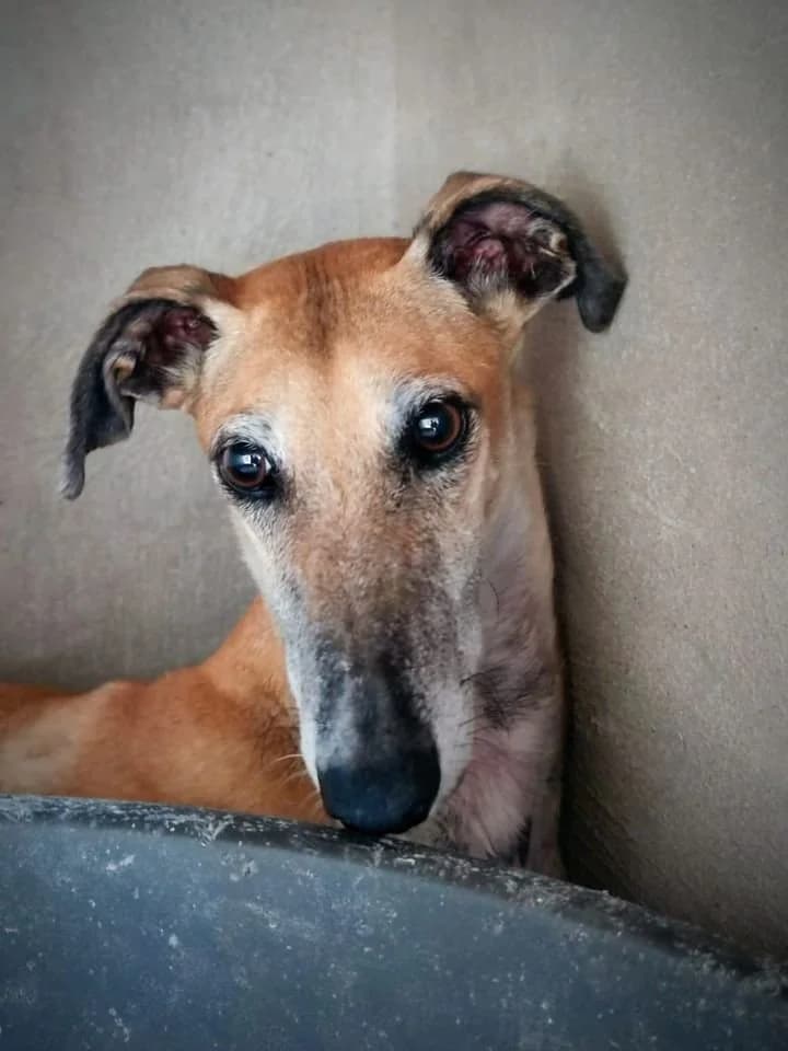 SARA, female senior Galgo Español for adoption at Dogs and Friends e.V., Hanau