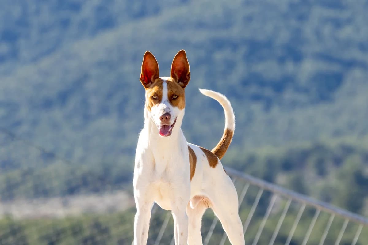 HUGO, male 3yo Podenco for adoption at Dogs and Friends e.V., Hanau