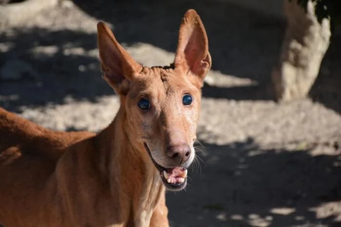 CANARIA, female senior Podenco for adoption at Dogs and Friends e.V., Hanau