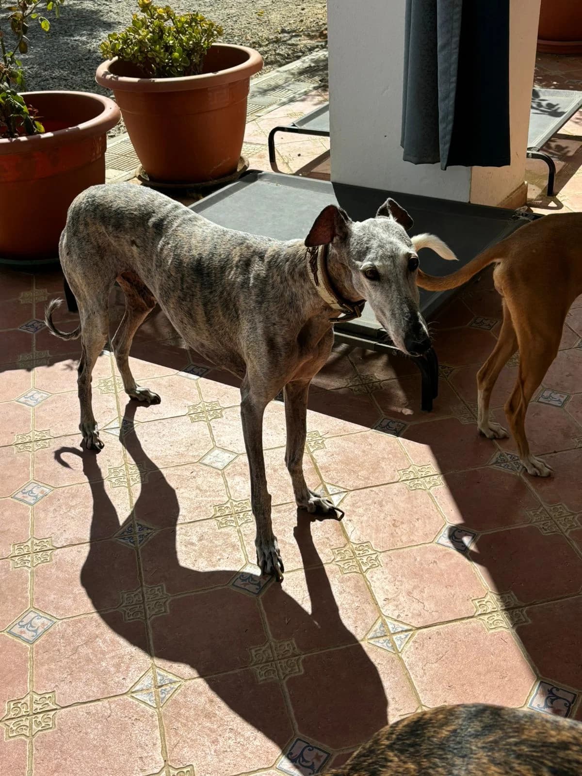 JOEL, male senior Galgo Español for adoption at Dogs and Friends e.V., Hanau