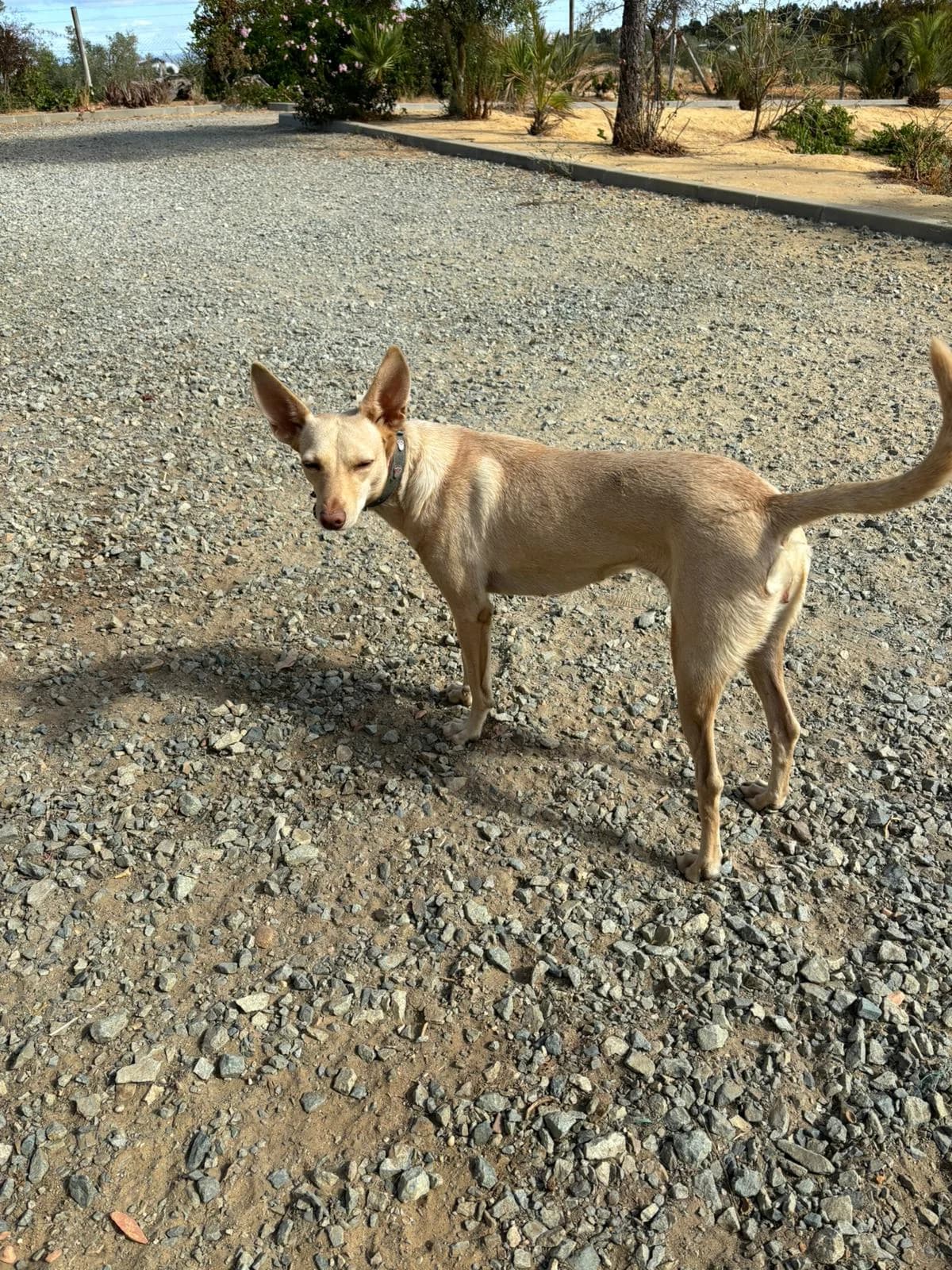 BRANDI, female 3yo Podenco for adoption at Dogs and Friends e.V., Hanau
