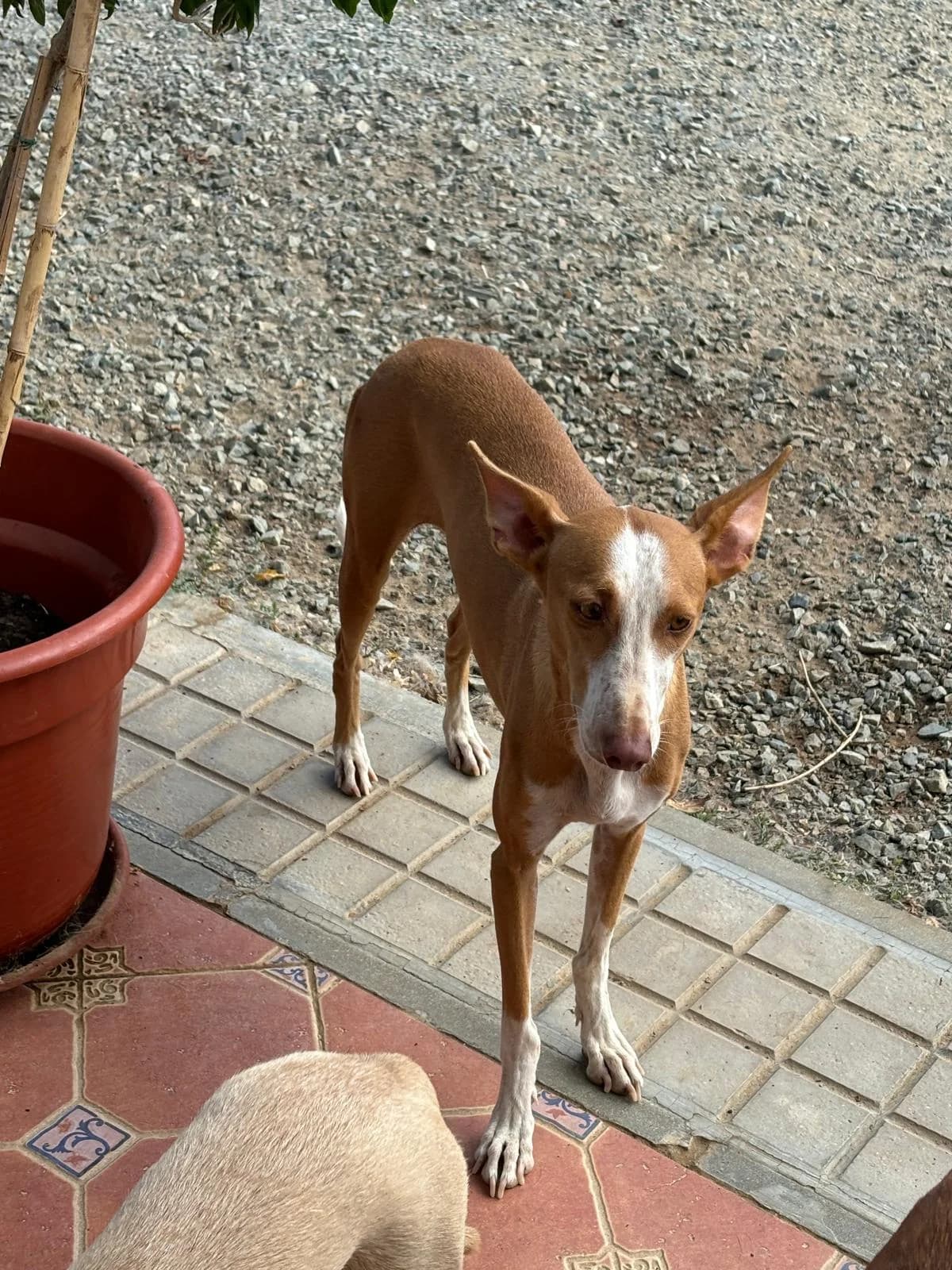 MIA, female 5yo Podenco for adoption at Dogs and Friends e.V., Hanau