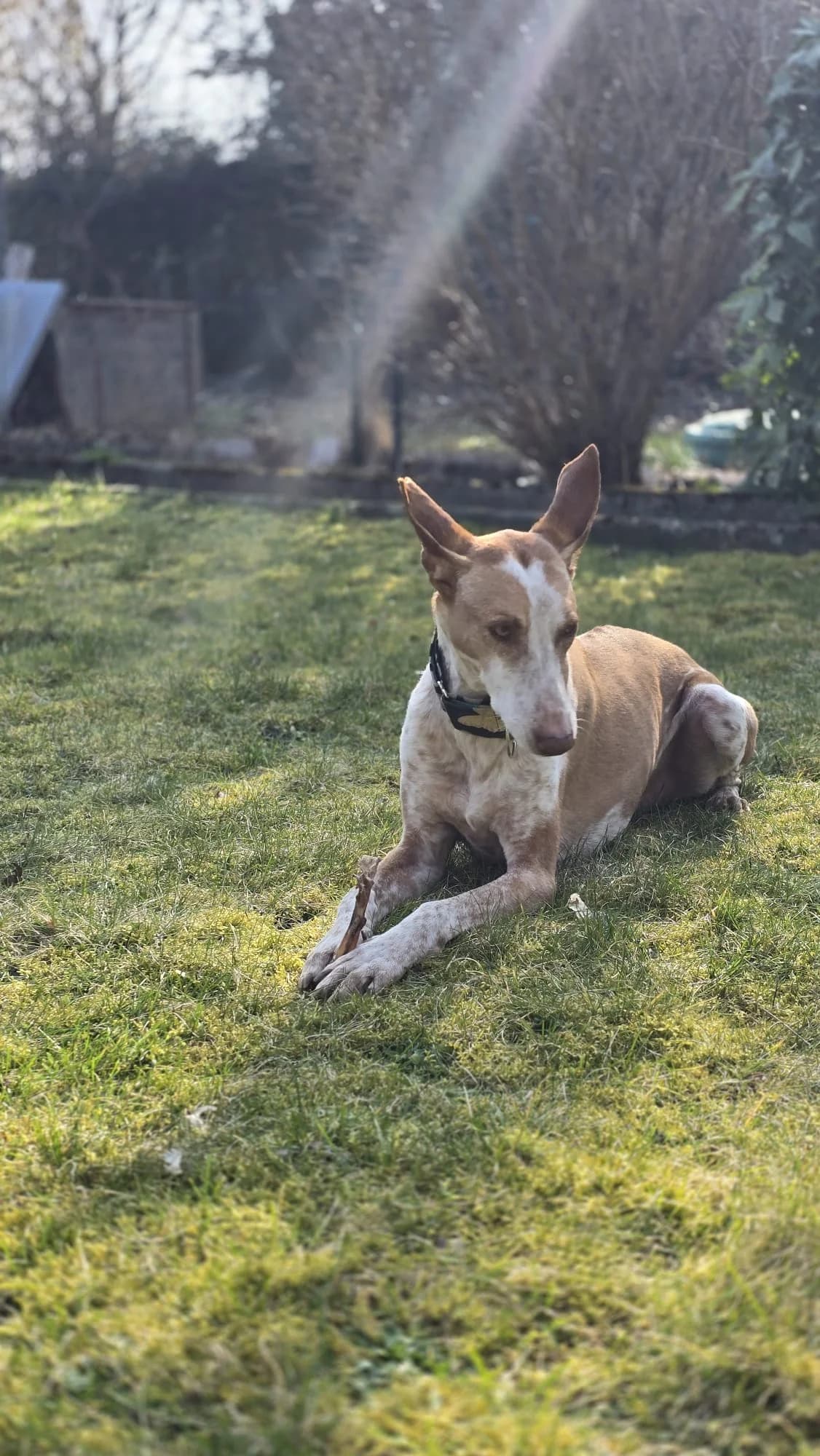 PACO, male senior Podenco for adoption at Dogs and Friends e.V., Hanau