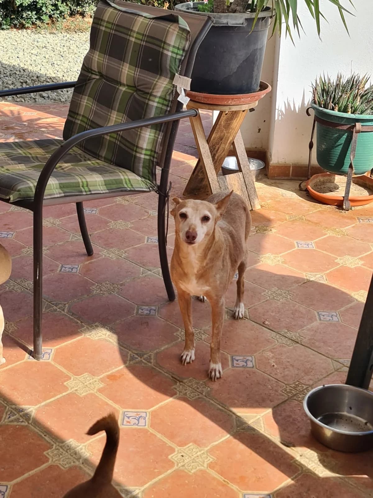 PAULA, female 7yo Podenco for adoption at Dogs and Friends e.V., Hanau