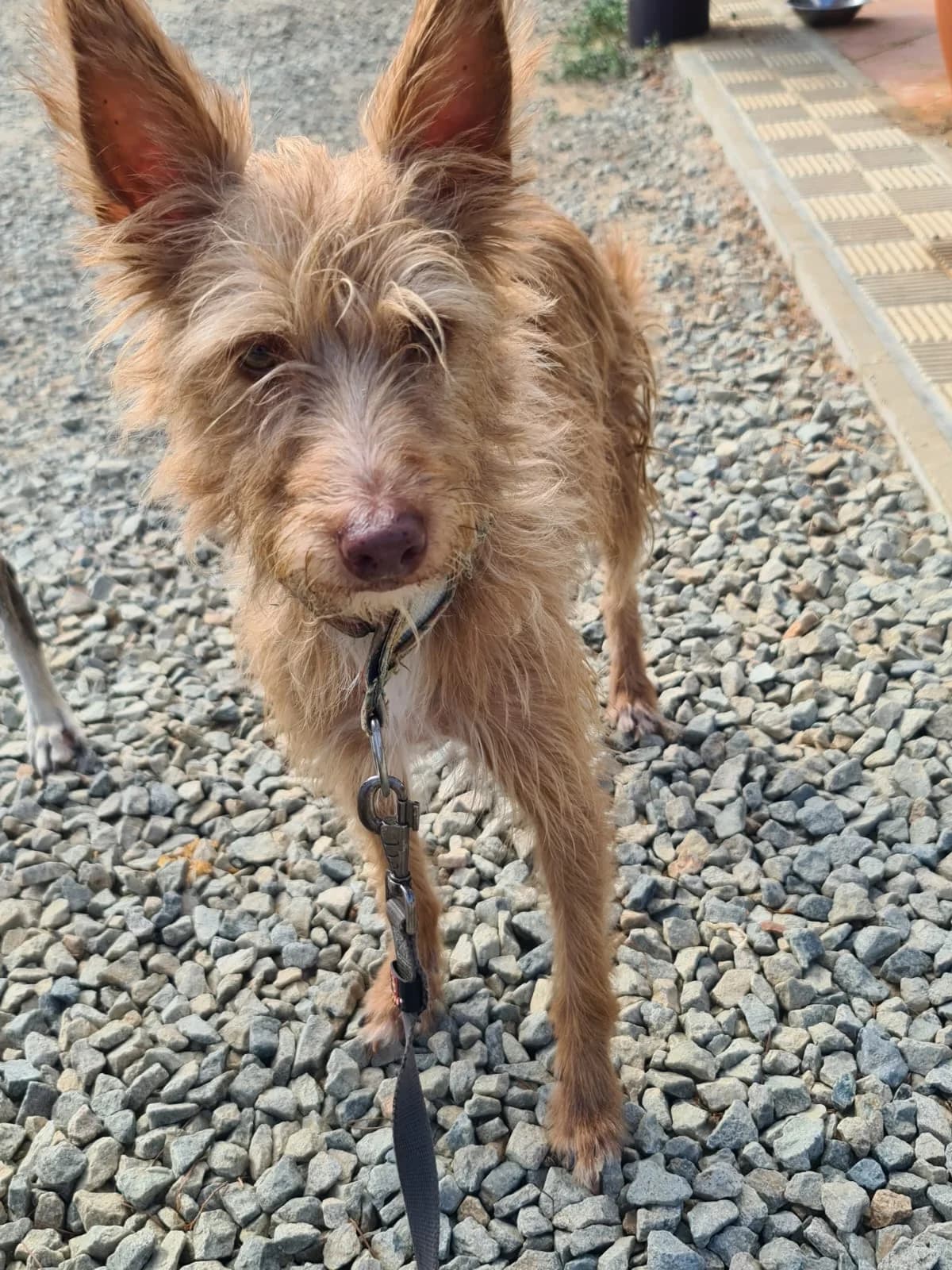VIGO, male Podenco for adoption at Dogs and Friends e.V., Hanau