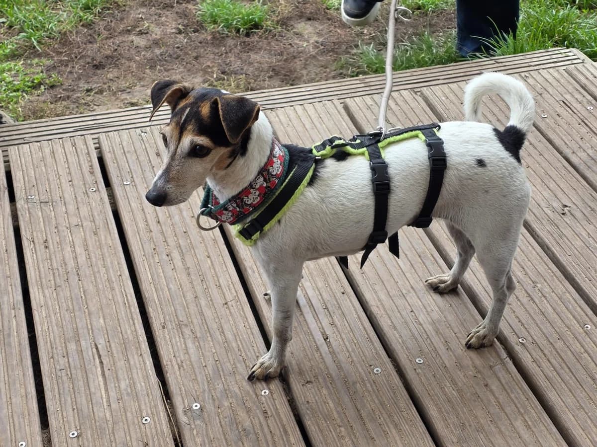 EMMA, female senior Jack Russell Terrier for adoption at Dogs and Friends e.V., Hanau