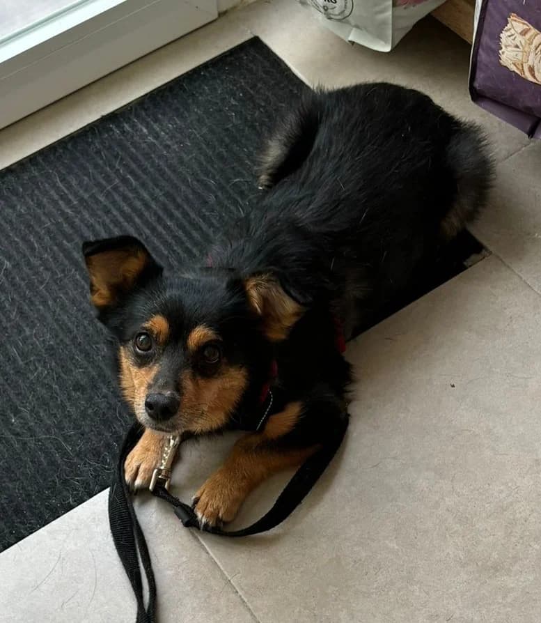 NANCY, female senior Mixed Breed for adoption at Dogs and Friends e.V., Hanau