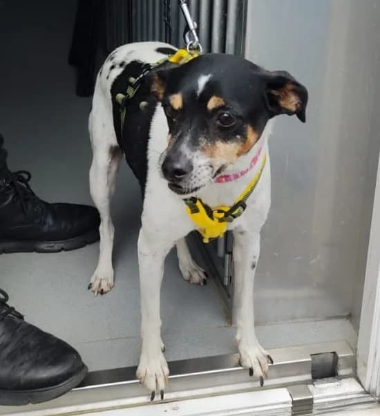 LILO, female senior Bodeguero Andaluz for adoption at Dogs and Friends e.V., Hanau