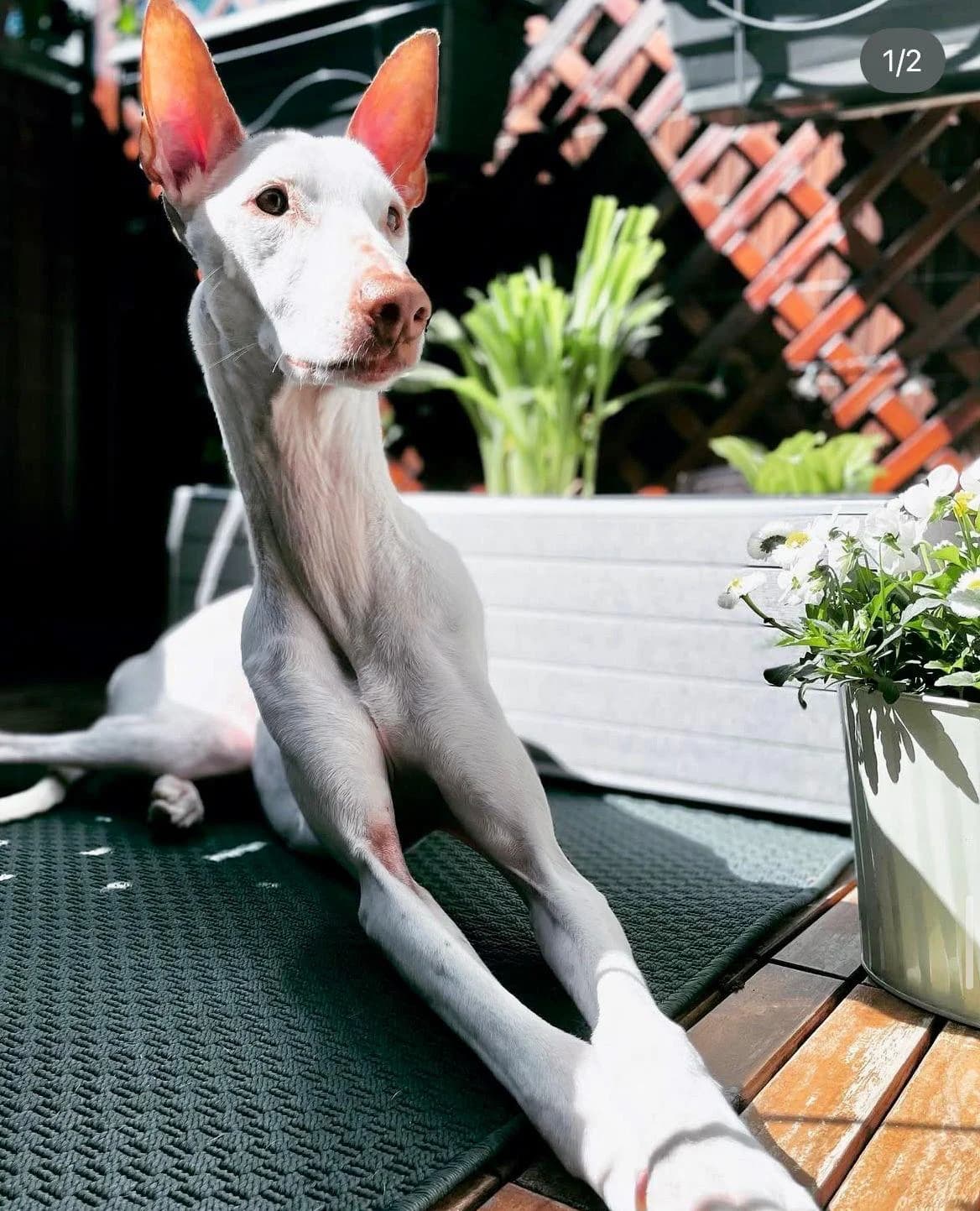 TITAN, male senior Podenco for adoption at Dogs and Friends e.V., Hanau